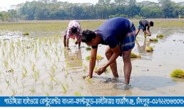 অবশেষে হতাশা কেটেছে চাঁদপুর সেচ প্রকল্পের হাজার হাজার কৃষকের !