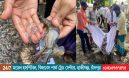 হাজীগঞ্জে ১২০ কেজি জেলি মিশ্রিত চিংড়ি মাটিতে পুঁতে ফেলা হলো