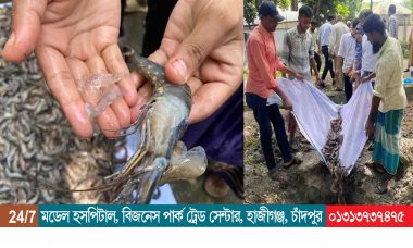 হাজীগঞ্জে ১২০ কেজি জেলি মিশ্রিত চিংড়ি মাটিতে পুঁতে ফেলা হলো